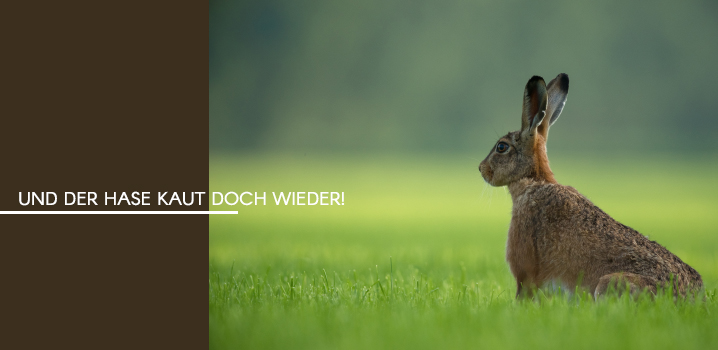 Der Hase ist ein Wiederkäuer!