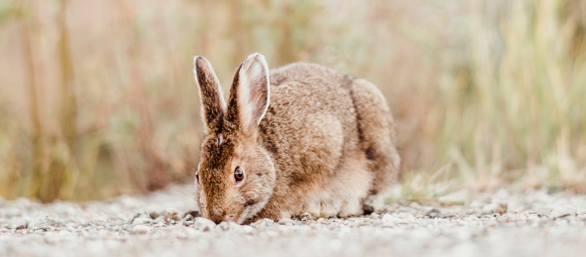 Der Hase ist ein Wiederkäuer!